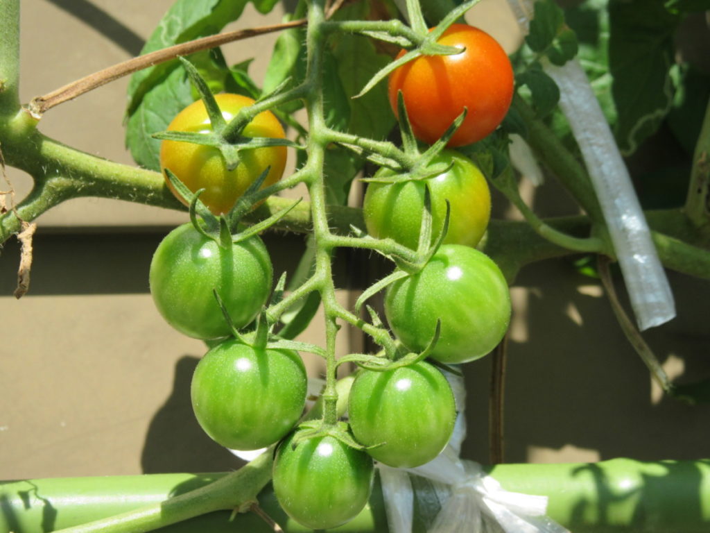 ミニトマトは、家庭菜園で人気No.1です。