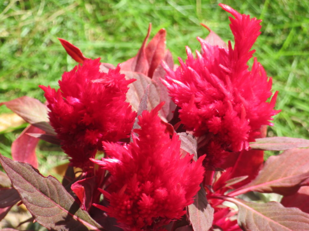 ケイトウは鮮やかな花色と、特徴ある花姿で花壇を飾ってくれます。