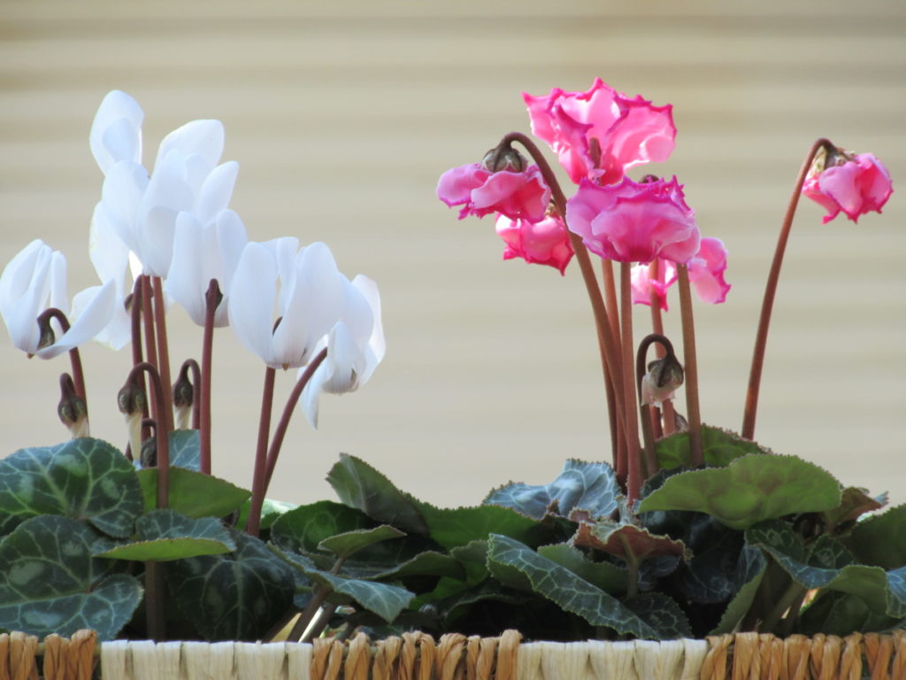 ガーデンシクラメンは、冬の花壇で次々と咲く花を楽しめます。