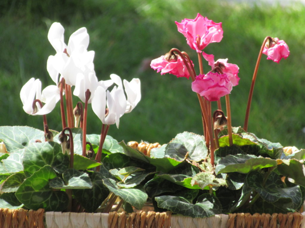 ガーデンシクラメンの育て方 冬の花壇で次々と咲く花を楽しめる モルミンの庭