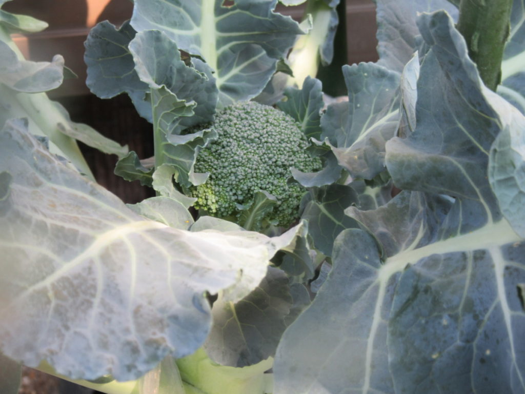 ブロッコリーの育て方 花のつぼみを食べる健康野菜 モルミンの庭