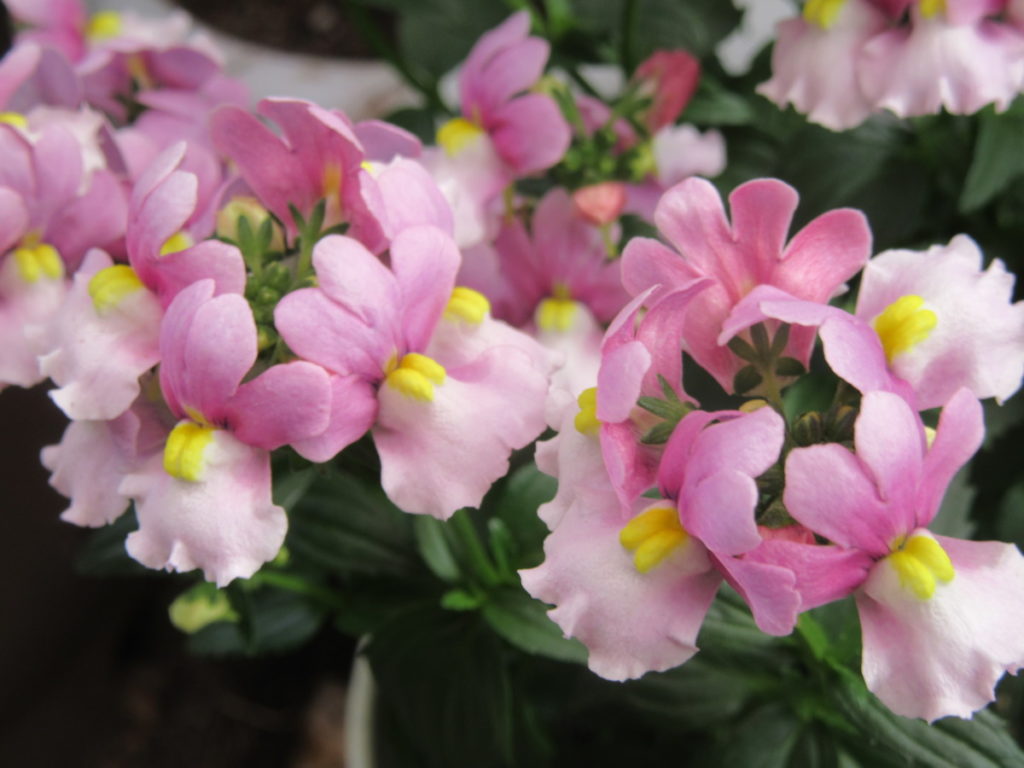 ネメシアの育て方 ミルキーピンクの繊細なかわいい花がたくさん咲く モルミンの庭