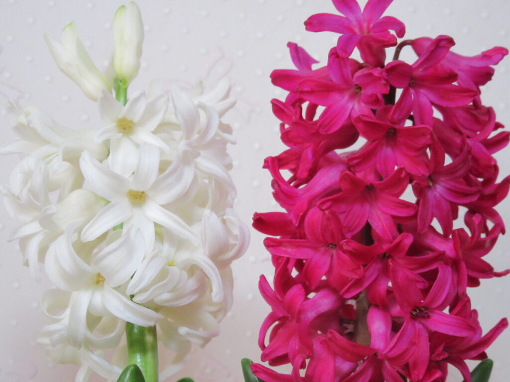 ヒヤシンスは花色のバリエーションと、甘い香りが人気です。