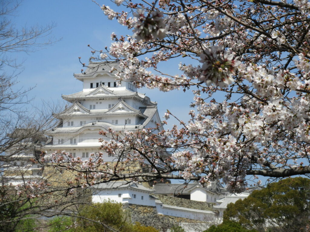 世界遺産の姫路城で、桜の美しさ再発見しました。