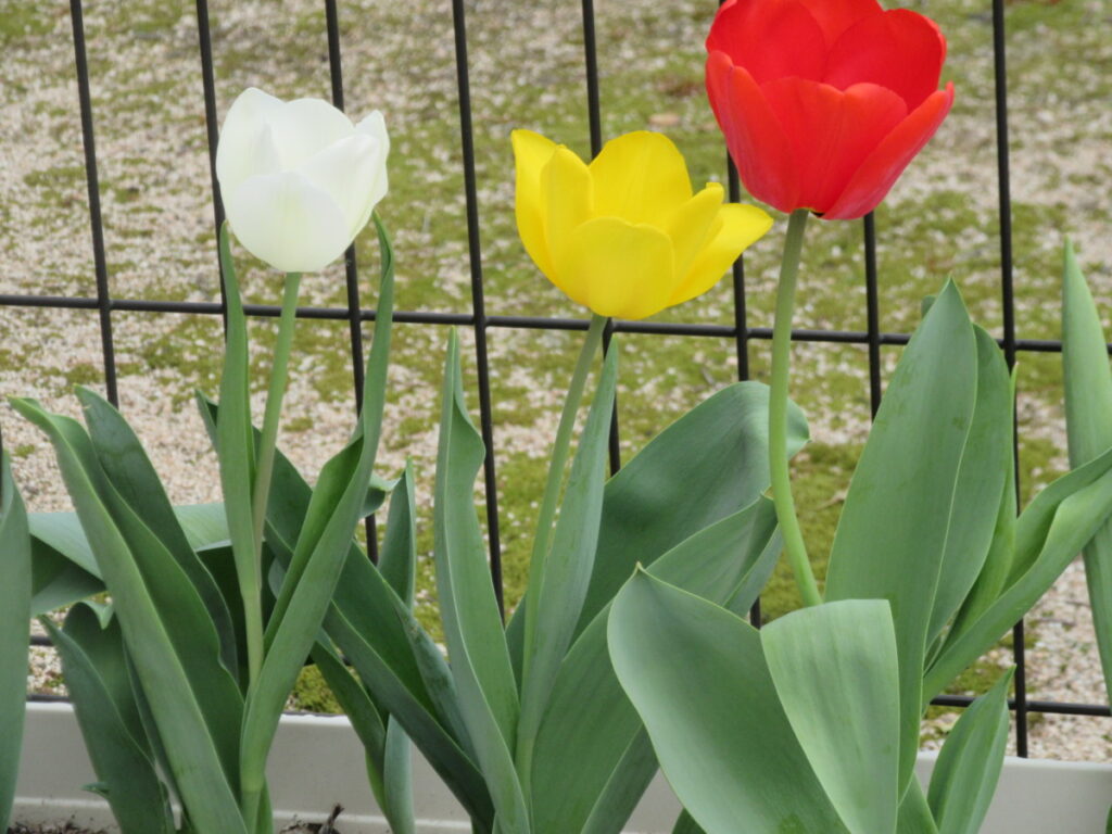 チューリップは、春の訪れを教えてくれる人気の花です。