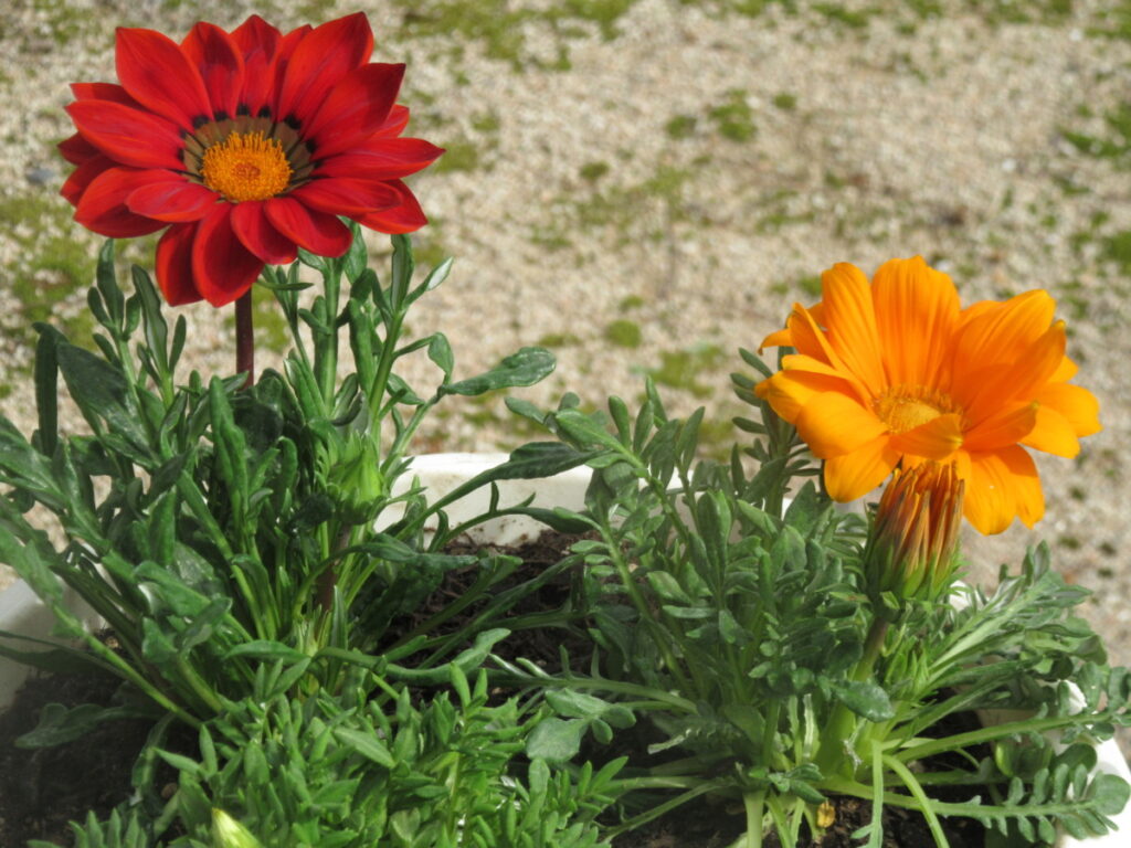 ガザニア 育てやすく鮮やかな花が楽しめる モルミンの庭