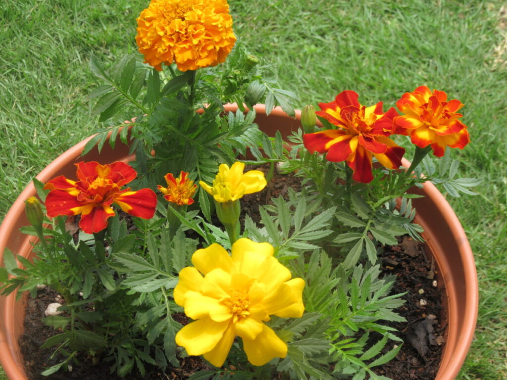 マリーゴールドの明るい花色は、鉢植えに人気があります。