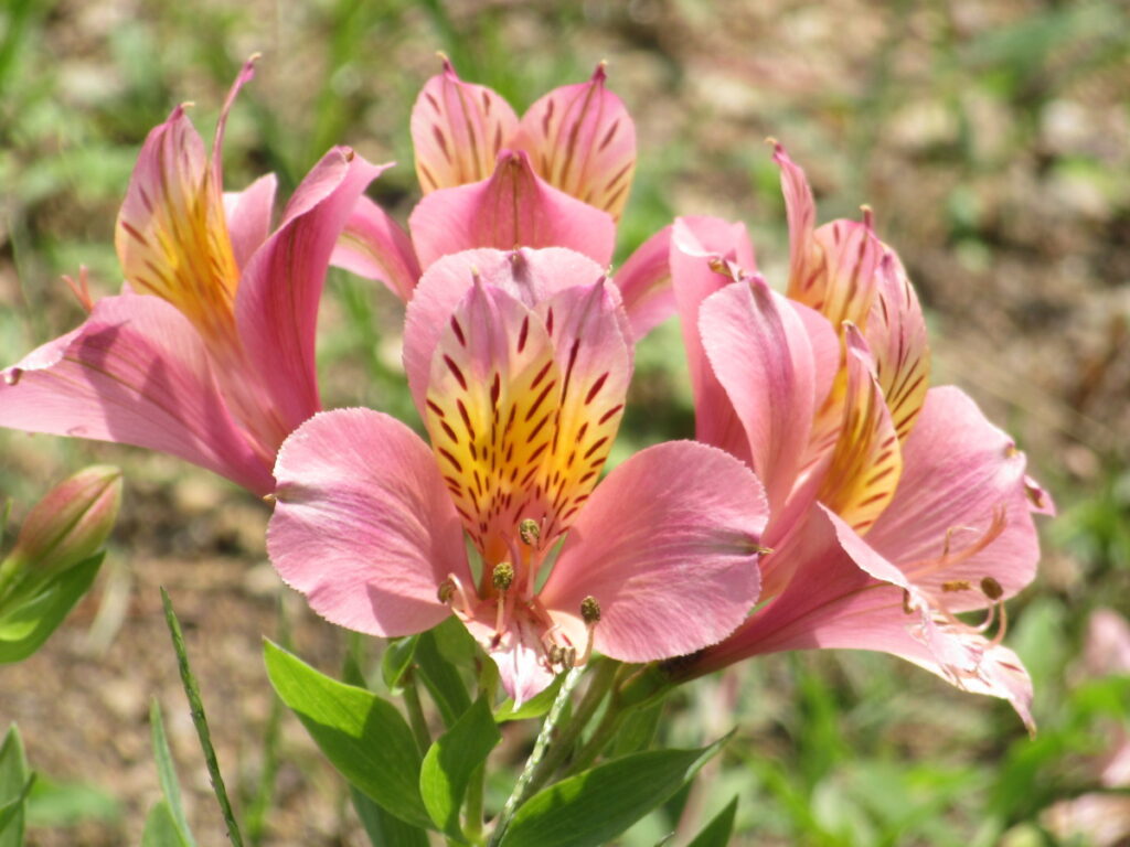 アルストロメリアは花もちが良くて、切り花にも人気です。