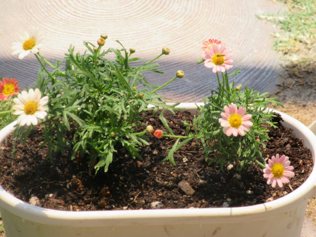 マーガレット 初心者にも育てやすいシンプルな花 モルミンの庭