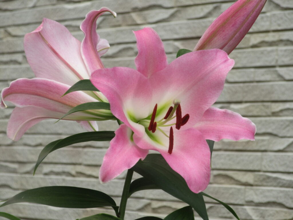 カサブランカ（ピンク）は、夏に咲く華麗な花です。