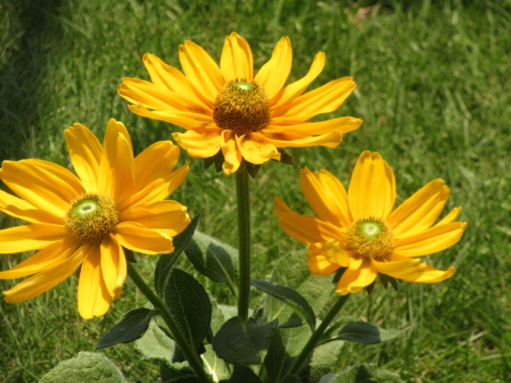 ルドベキア まばゆいばかりの黄色の花を咲かせる モルミンの庭