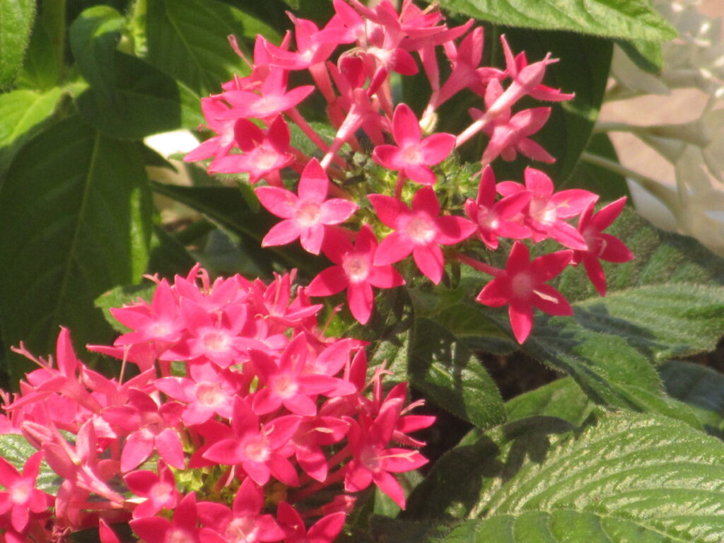 ペンタスは、星形の愛らしい花を咲かせ、暑さにも強いです。