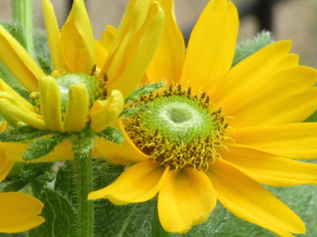 ルドベキア まばゆいばかりの黄色の花を咲かせる モルミンの庭