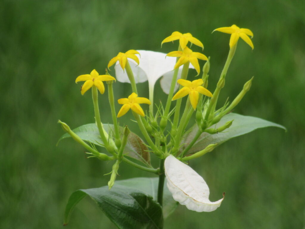 コンロンカ（ホワイト）白いガクと黄色の可愛い花が特徴です。