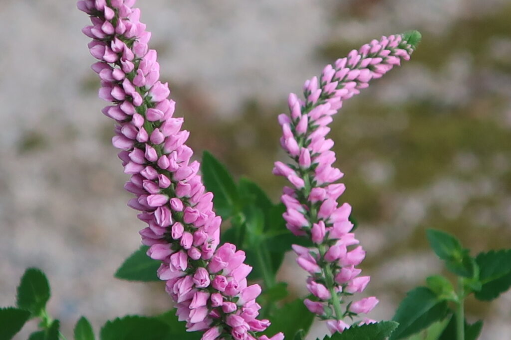 ベロニカ 個性ある花を咲かせ 丈夫で育てやすい モルミンの庭