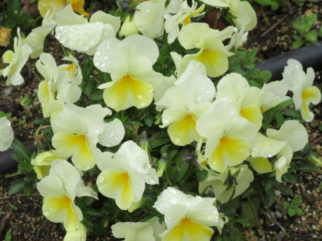 ビオラは、秋から春まで楽しめる人気の花です。
