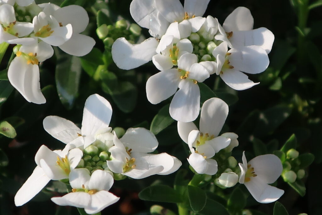 宿根イベリスの育て方 砂糖菓子のような可愛い花がたくさん咲く モルミンの庭