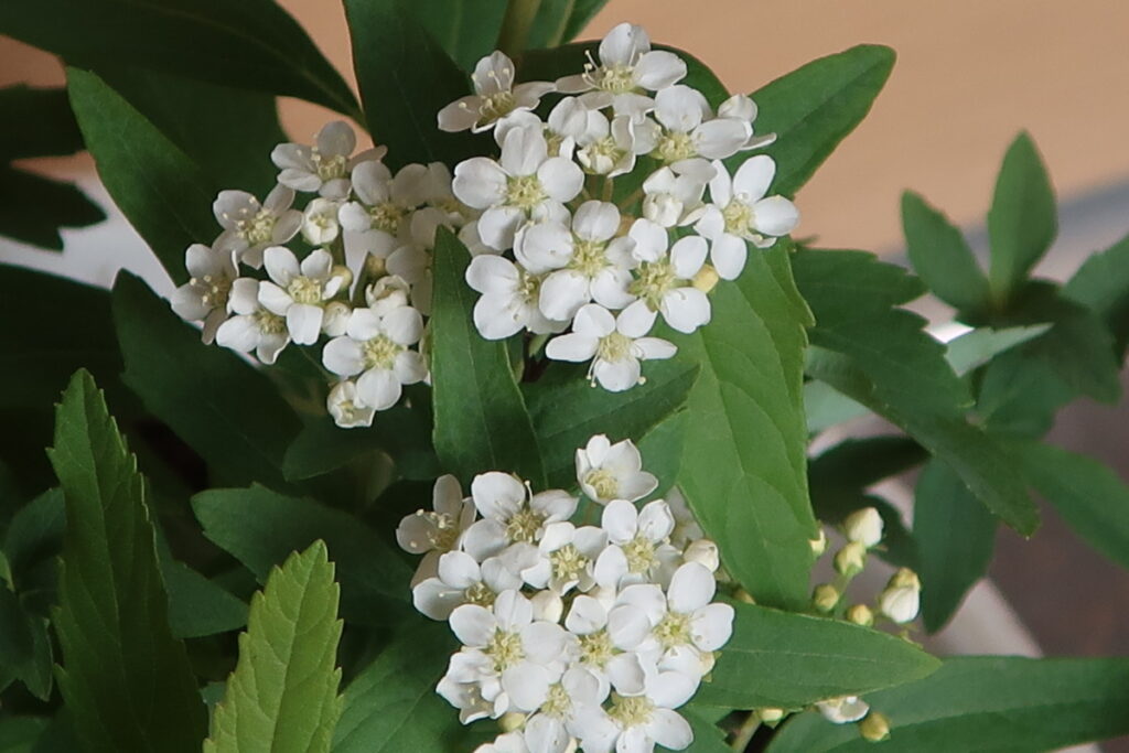 コデマリは小さな花が集まって咲き、手まりのように見えます。