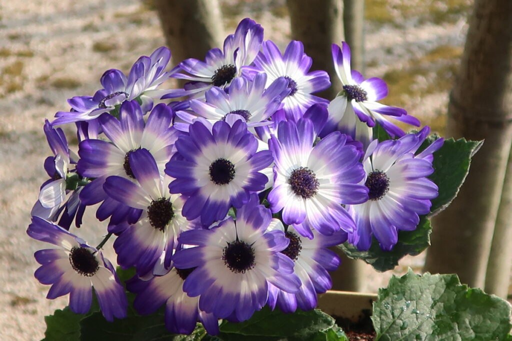 サイネリアは、冬から早春にドーム型に華やかに咲き、鉢花として人気です。