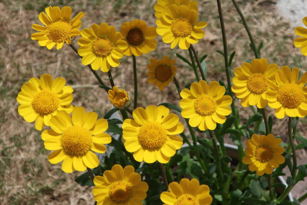 ムルチコーレは、鮮やかな黄色の花をたくさん咲かせて、花持ちも良いです。