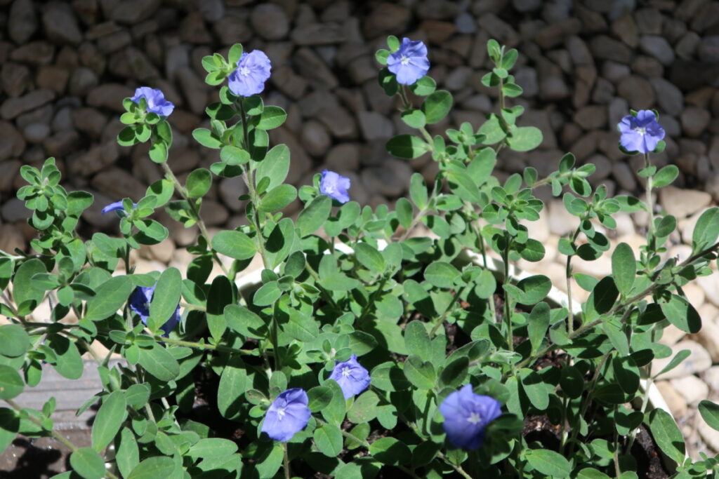 アメリカン・ブルーの青い小花が涼しげに咲いています。