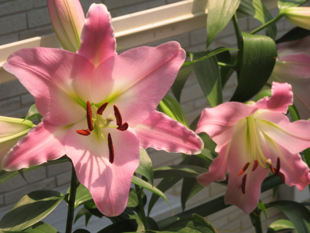 カサブランカは豪華な花姿から、プレゼントにも大人気です。