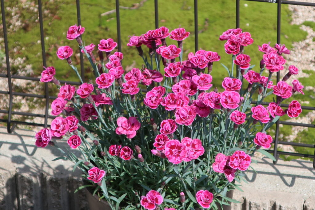 ダイアンサスは花数が多くて、長く咲き続けてくれます。
