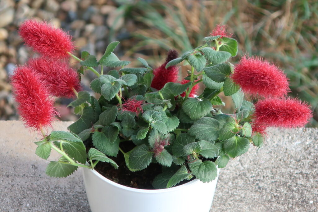 キャッツテールは、猫のしっぽのようなフワフワした赤い花が人気です。