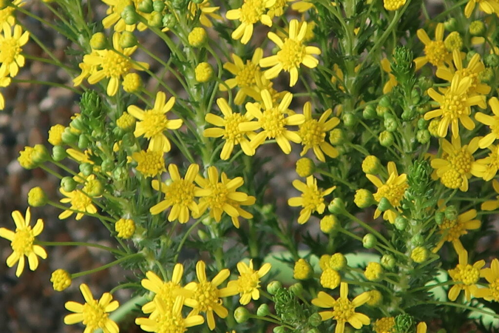 ゴールデンクラッカーは、黄色い小花が弾けたように咲きます。