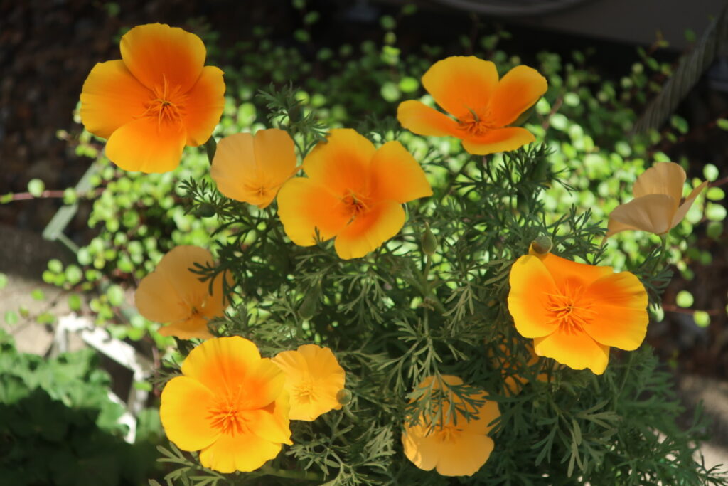 ハナビシソウは日光が当たると、花がキラキラと輝いて見えます。