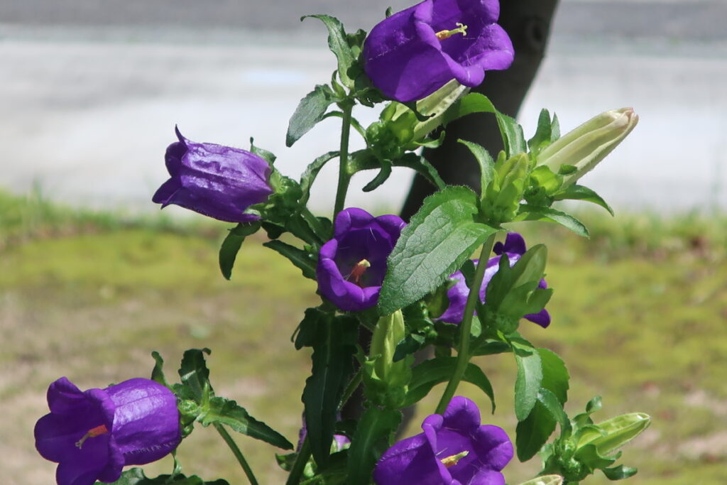 カンパニュラは、風鈴のような花姿が特徴です。