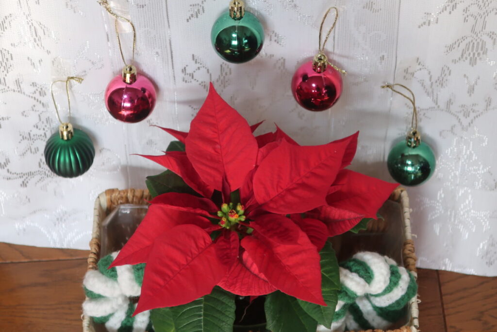 ポインセチアをクリスマスシーズンに、部屋や玄関に飾って楽しみましょう。