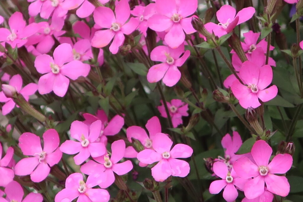 シレネ・ピンクパンサは、横に広がるように増えていき、沢山の花を咲かせます。
