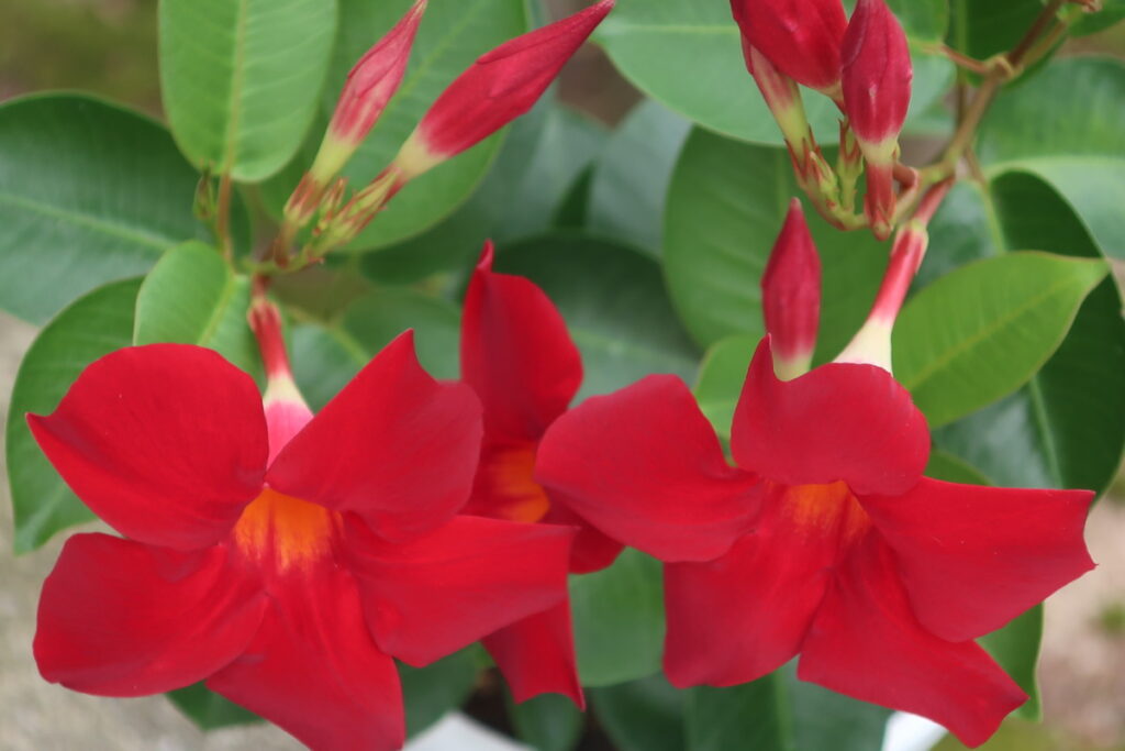 サンパラソルは、暑さに強く、たくさんの大輪の花が咲きます。