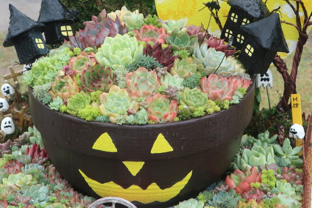 花のイベントで、素敵な多肉植物の寄せ植えを見つけました。