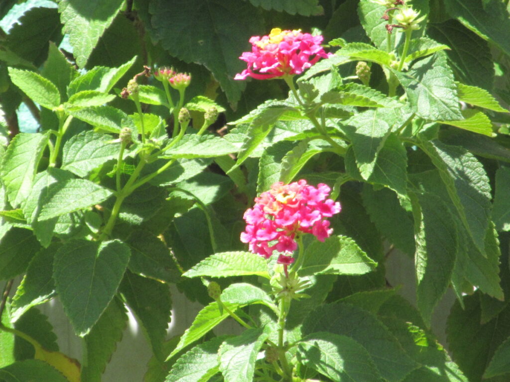 日光は、植物が花を咲かせるために、とっても大切です。