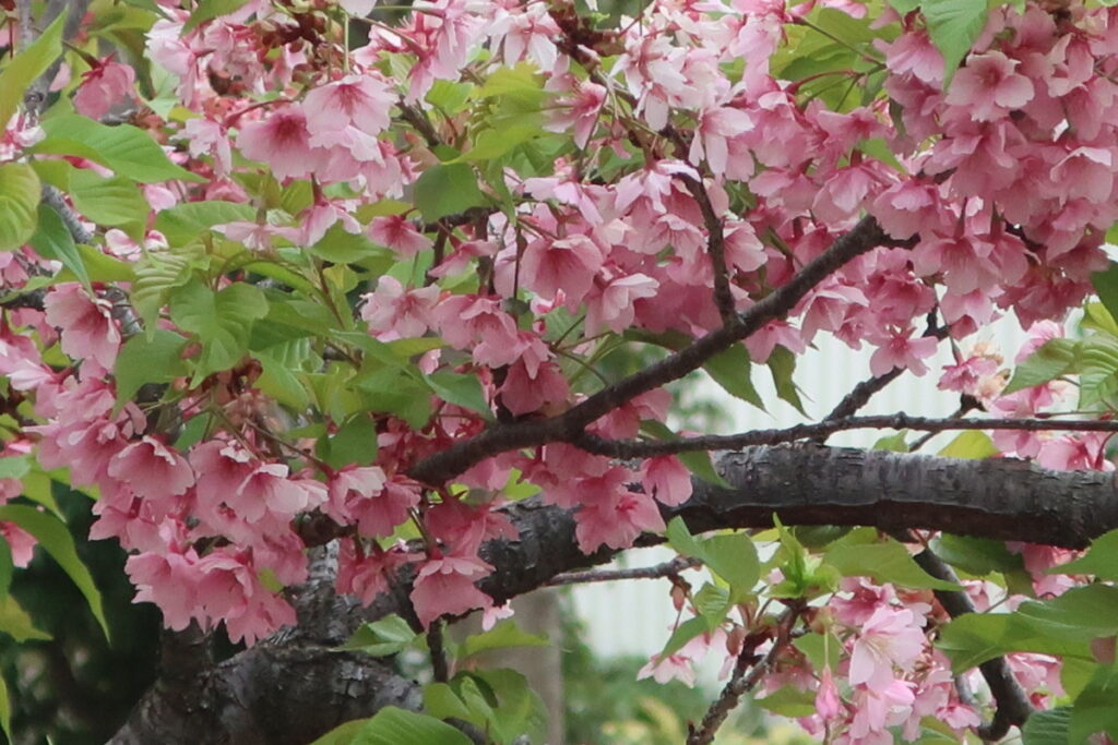 カワヅザクラ（河津桜）は、早い時期に開花して長く咲き続けてくれます。