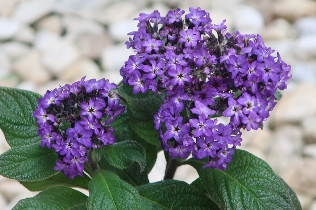 カサブランカは、大輪の花を咲かせるユリの女王です。