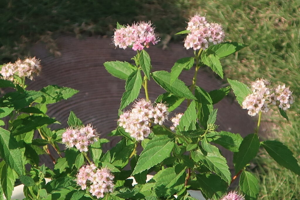 シモツケは、多年草で育てやすく、長く花を楽しめます。 シモツケは、多年草で育てやすく、長く花を楽しめます。