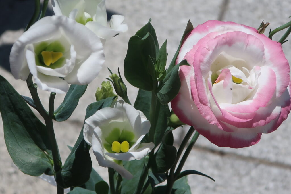 トルコキキョウは、さまざまな花色や優美な花姿が楽しめます。