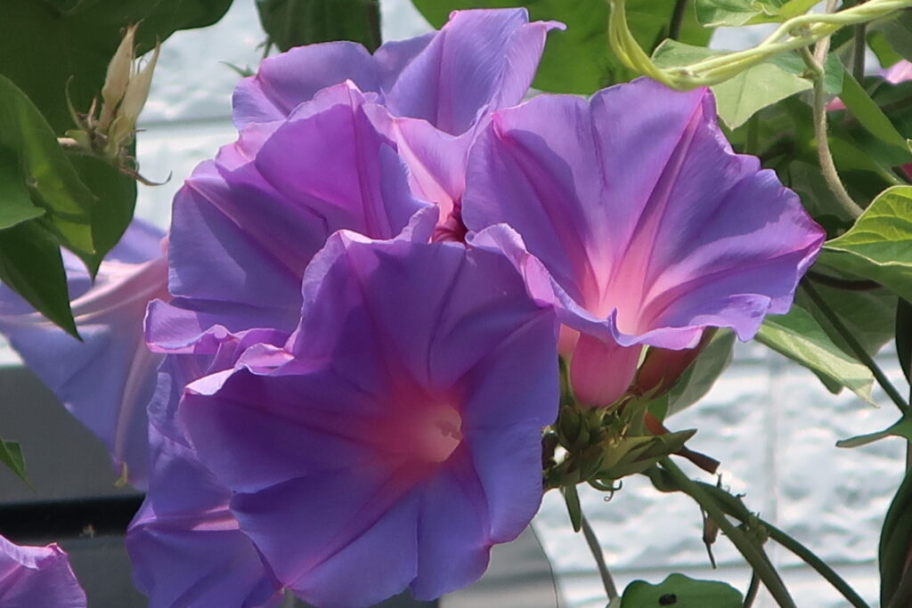 アサガオは、初心者の方向けで、庭を明るくしてくれる夏の風物詩です。