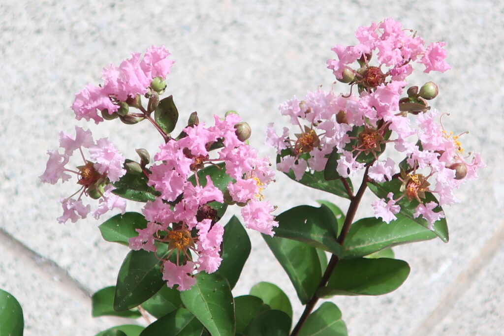 サルスベリは、つやのある緑色の葉っぱと、小さな個性ある花が特徴です。 サルスベリは、つやのある緑色の葉っぱと、小さな個性ある花が特徴です。