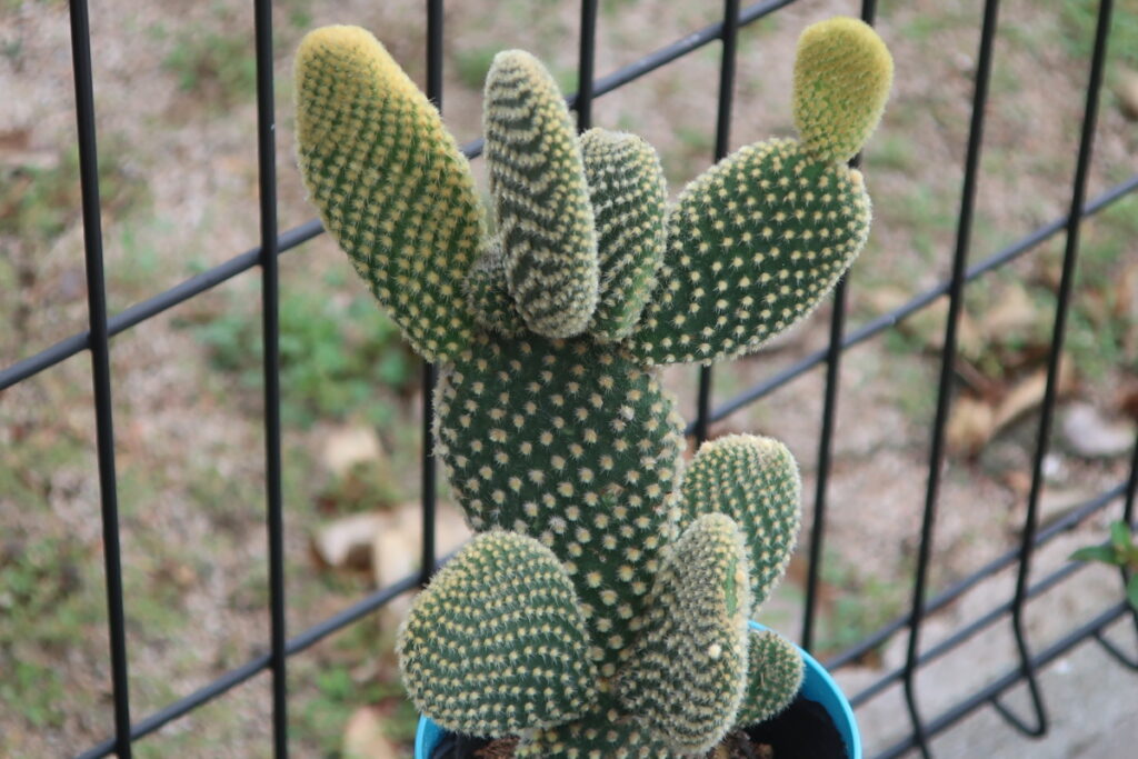 ゴールデンバニーは、ウサギの耳に似た子株がたくさん伸びて、育てやすいサボテンです。