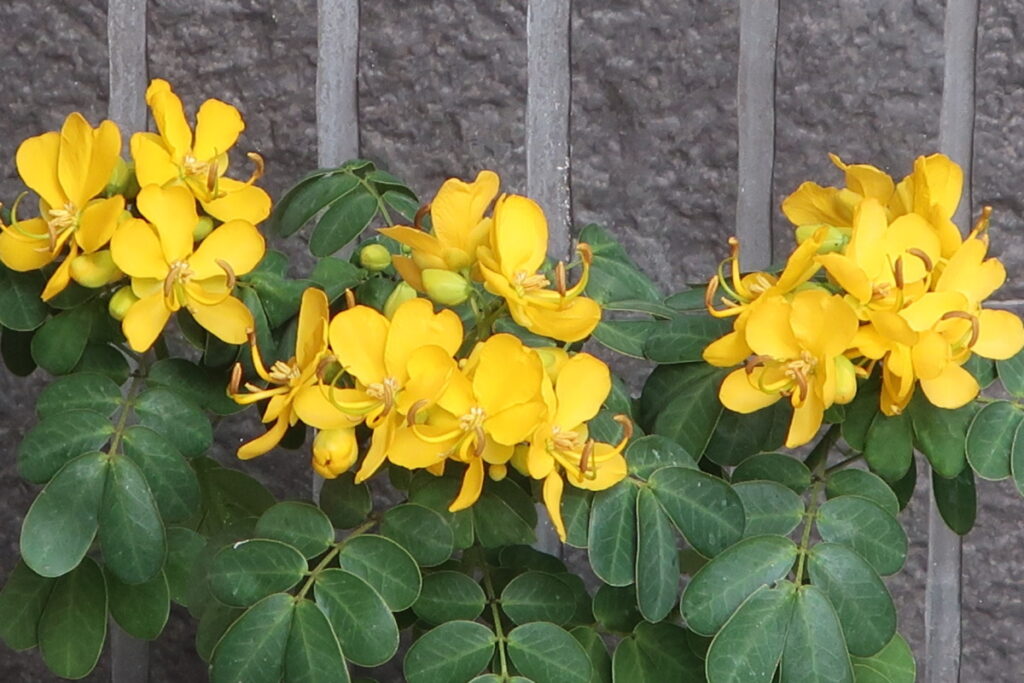 コパノセンナは、育てやすくて枝先にたくさんの花をつけます。
