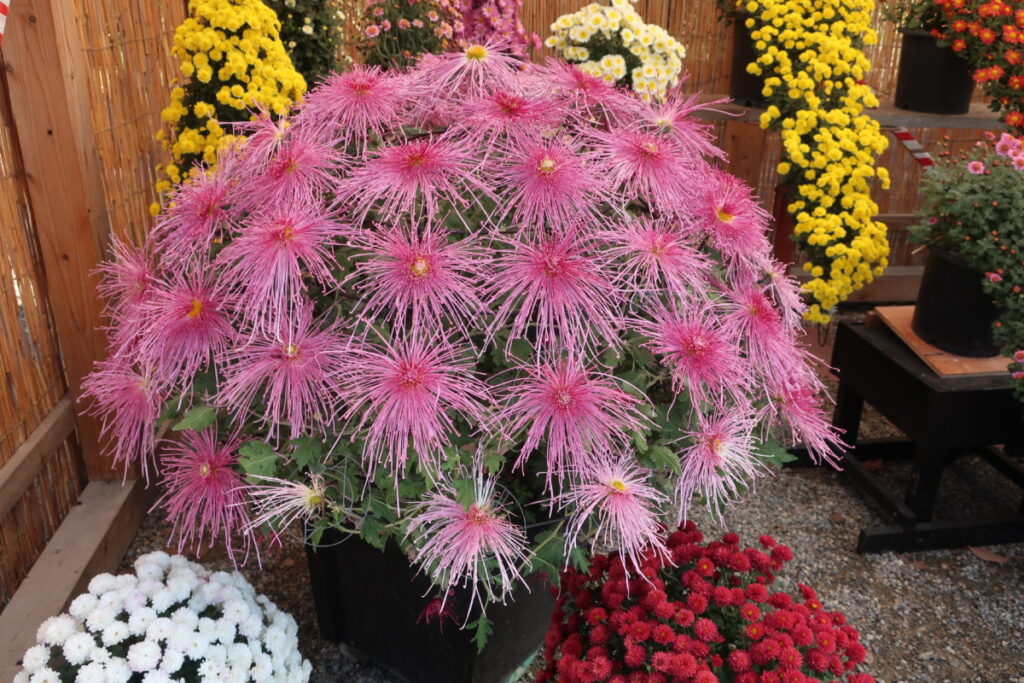 菊の展覧会は、見ごたえのある花壇や鉢がいっぱいです。