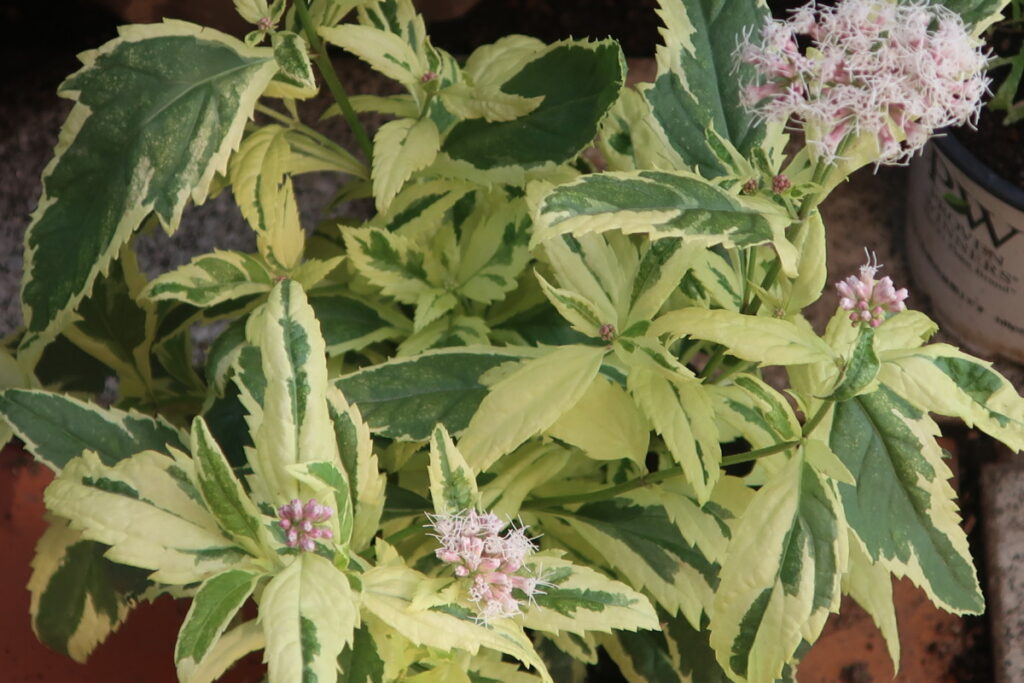 フジバカマは、育てやすくて地下茎でどんどん増えていきます。