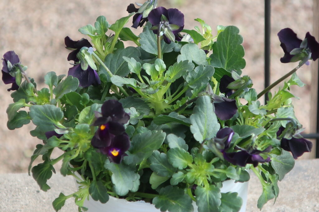 黒いビオラはシックで、魅力的。冬のガーデンで人気です。