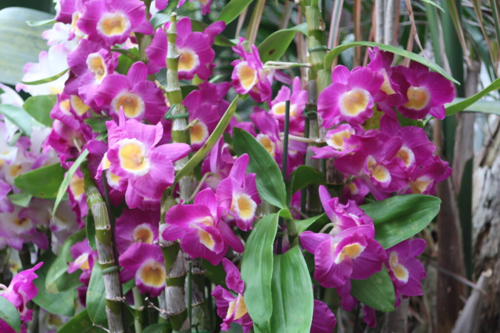 植物園で沢山の綺麗な蘭の花を見てきました（京都）