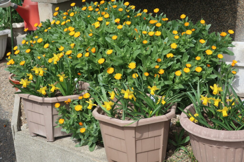 春の花壇です。暖かくなってきたので、花が沢山咲いています。 春の花壇です。暖かくなってきたので、花が沢山咲いています。