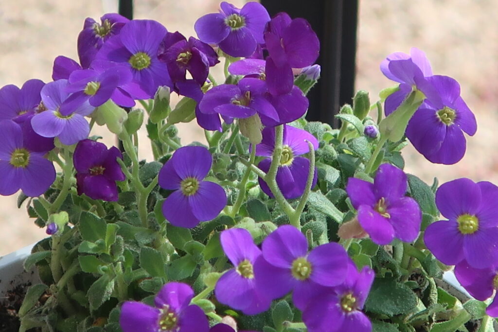 オーブリエチアは、華やかさで可愛い花がたくさん咲きます。 オーブリエチアは、華やかさで可愛い花がたくさん咲きます。